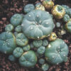 where to buy peyote, Buy peyote cactus, peyote cactus for sale, where to buy peyote cactus online UK, buy peyote buy online.